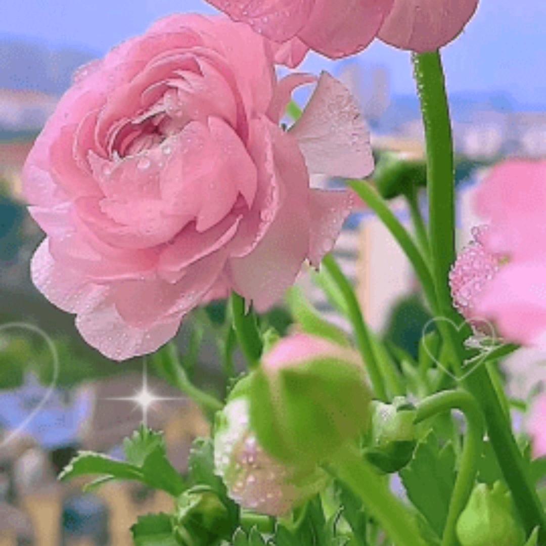 💞肖梦星河🍀🍀