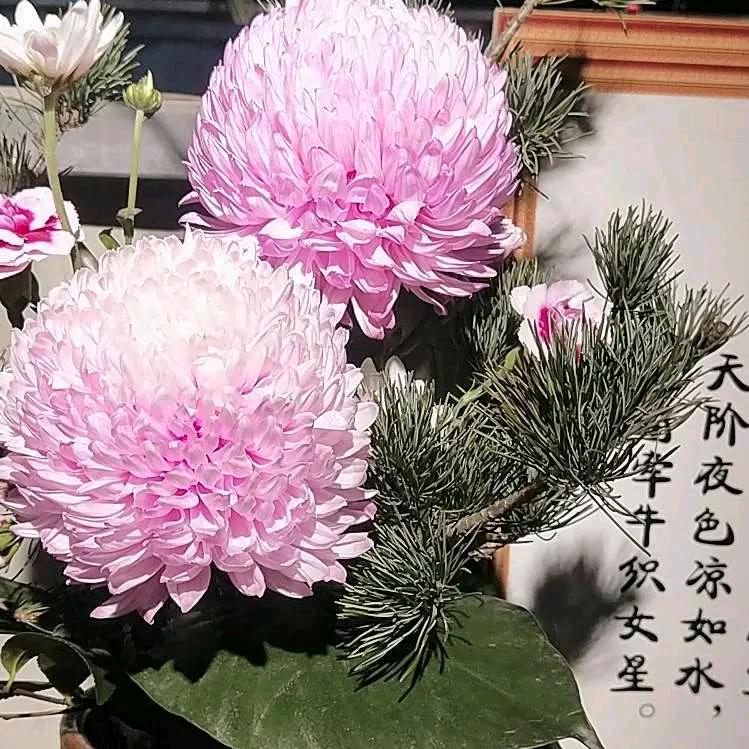 蝴蝶兰💖
