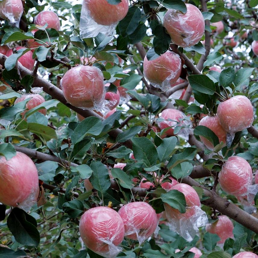 山西红苹果