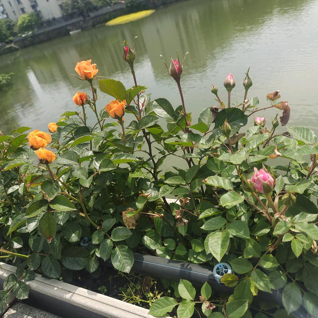阿～罗