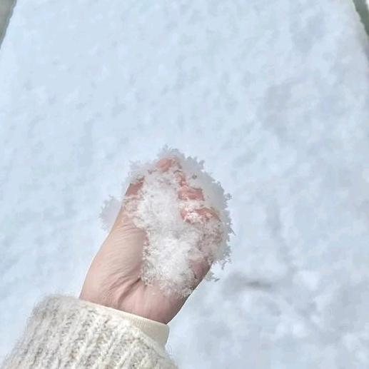 雪中看梅花
