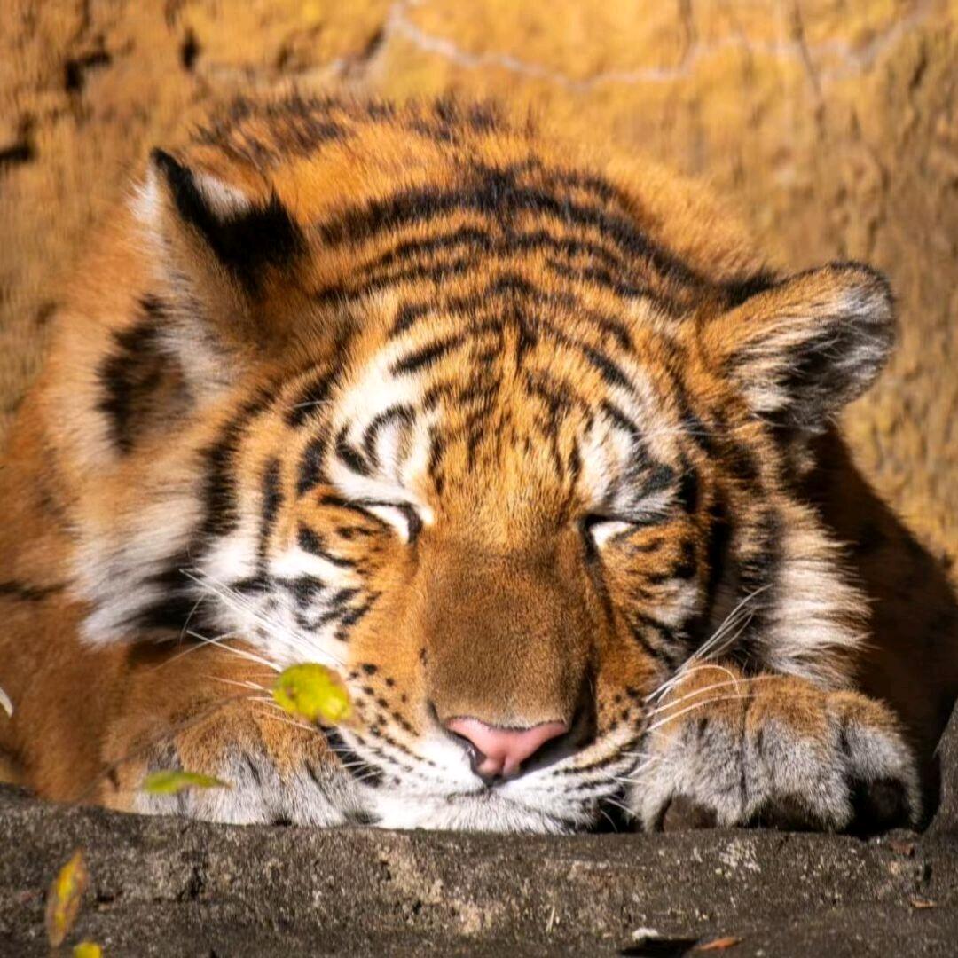 tttttiger