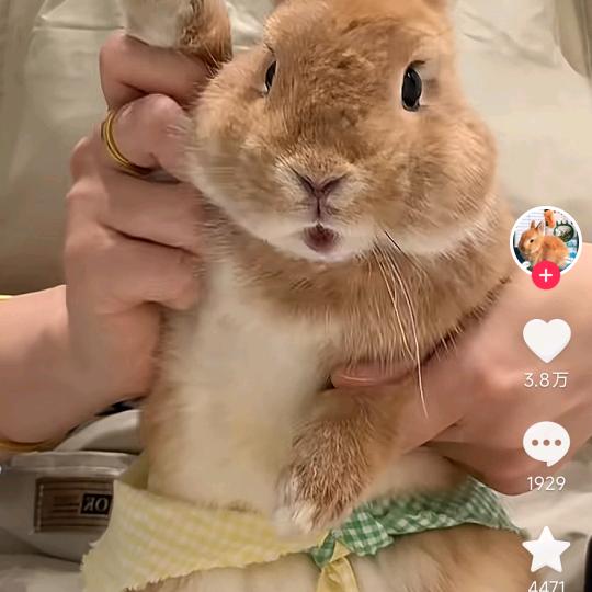梦想