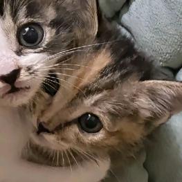 LuLu.Y