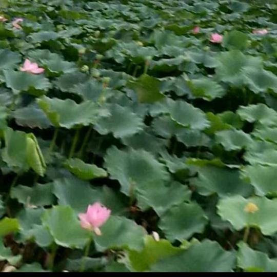 @@荷花🌹🌹🌸🌸 开直播听歌养号