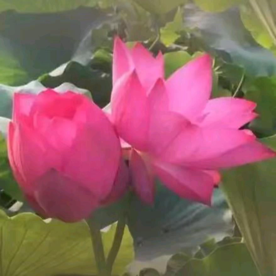一叶一菩堤