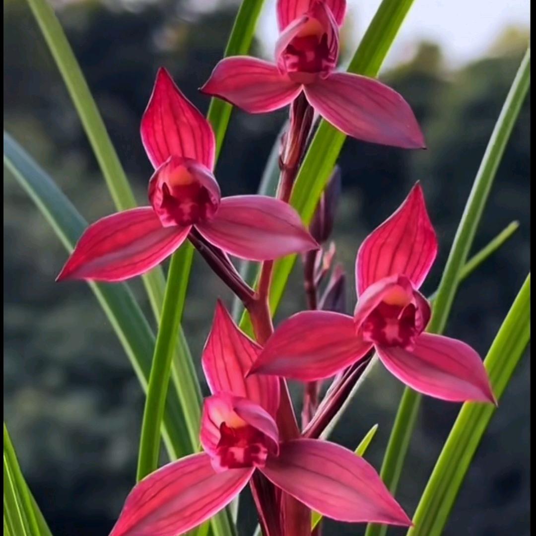 捞腌菜码宝