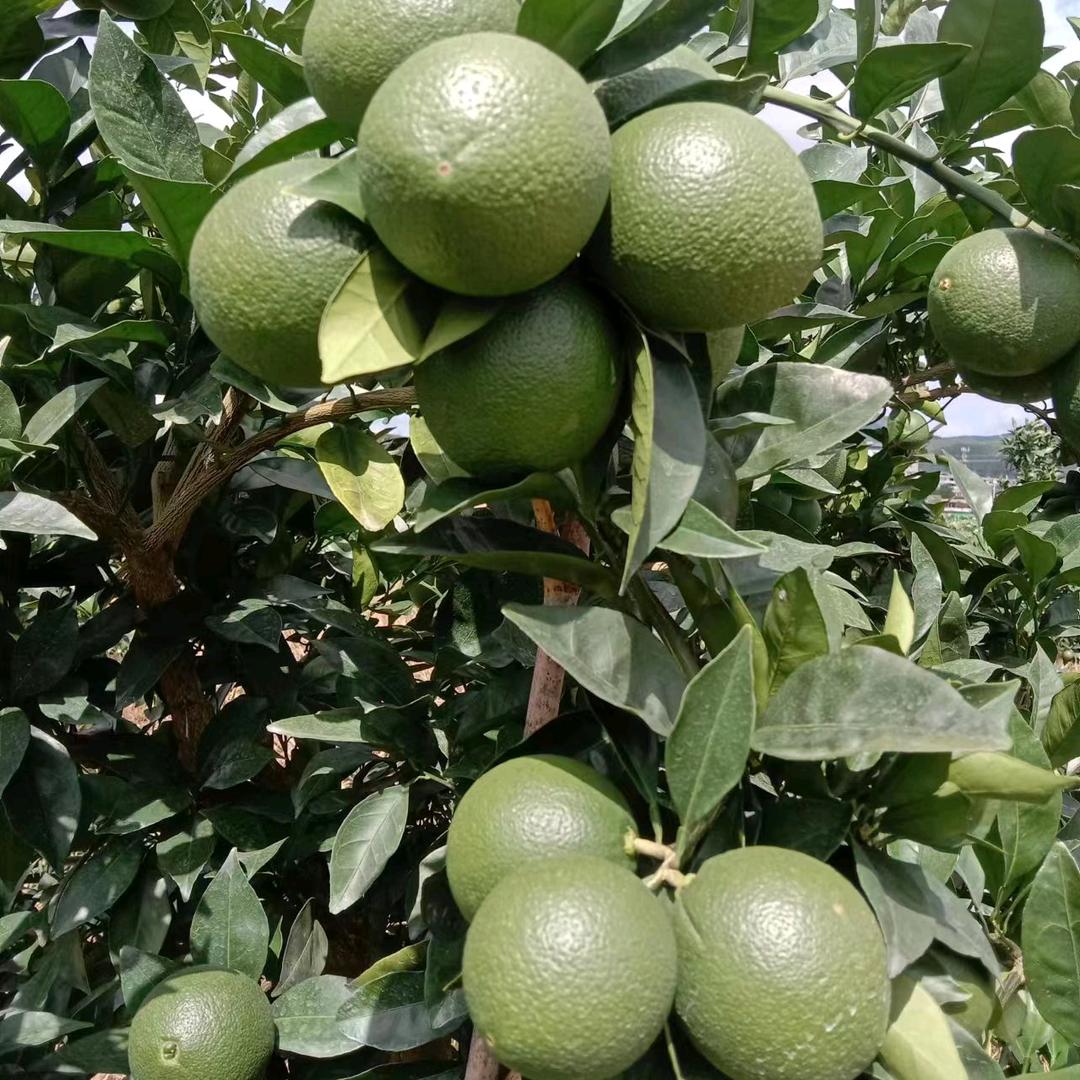 莉莉