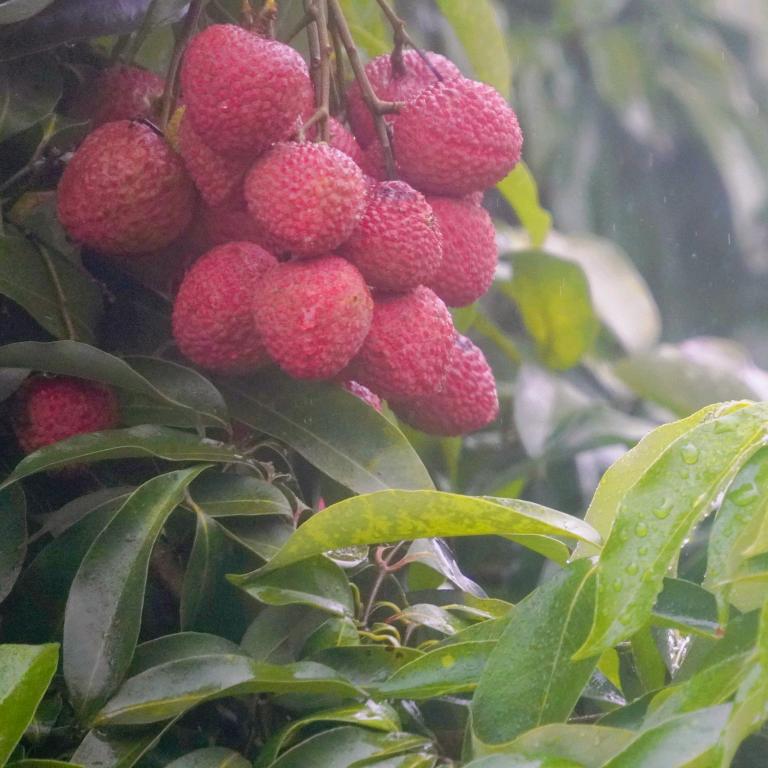 合江荔枝天府青年