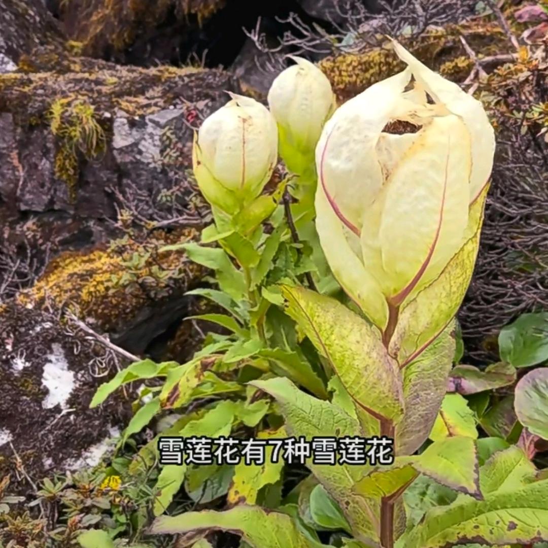 一次味蕾