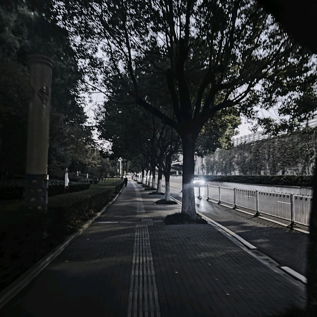 郁金香路东