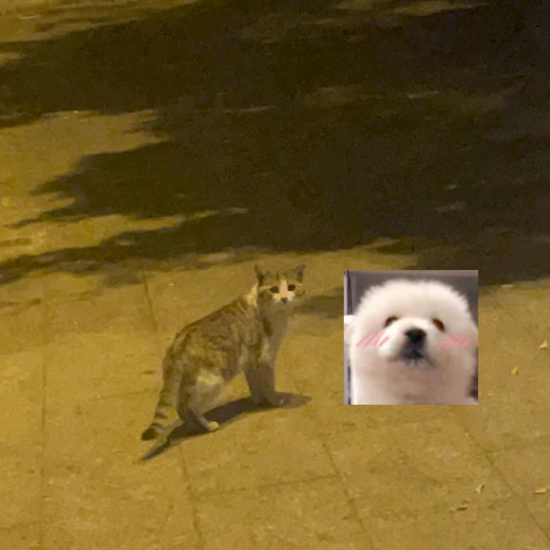 姚梦甜.