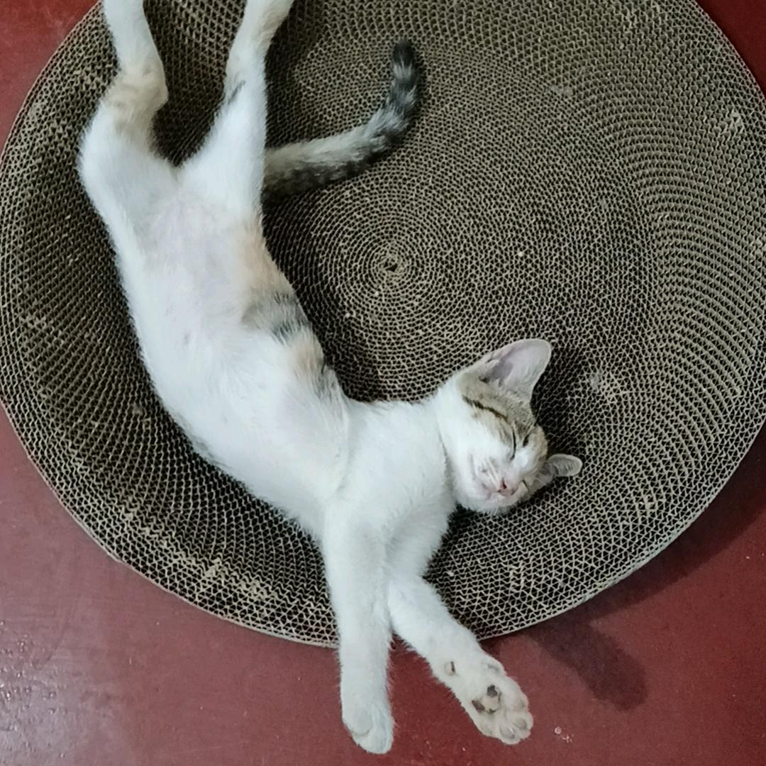 小潘潘