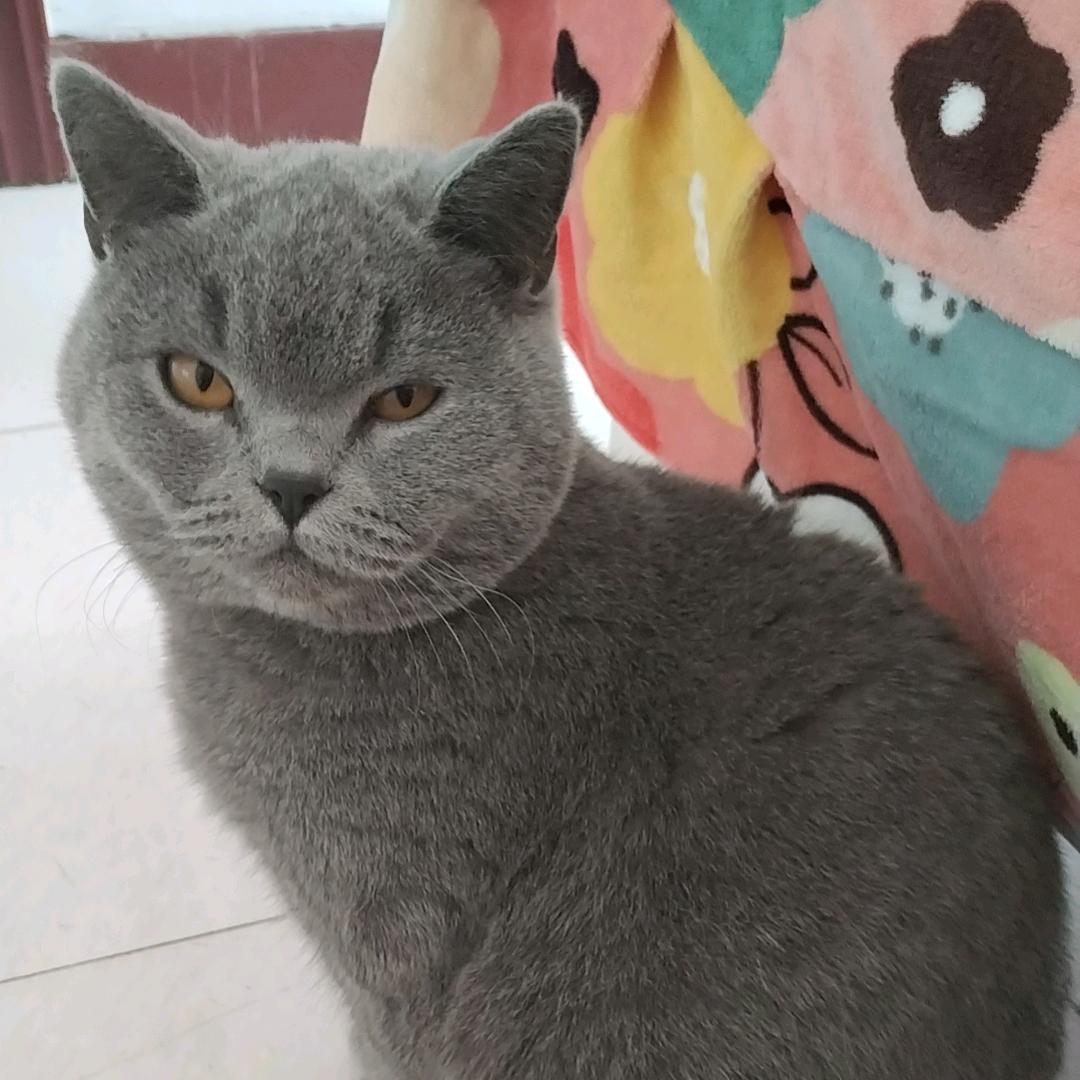 蓝猫🐱🐱🐱🐱🐱🐱🐱🐱🐱