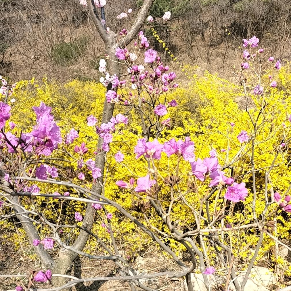 华鲁