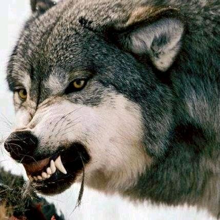 光头胜哥（速恩科技）