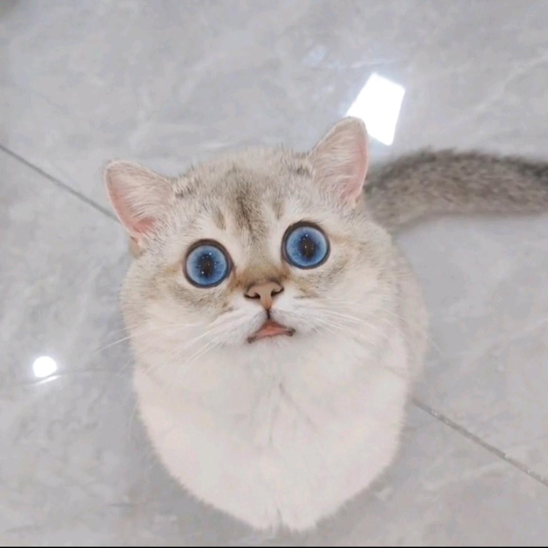 起床了小哲（破产版）