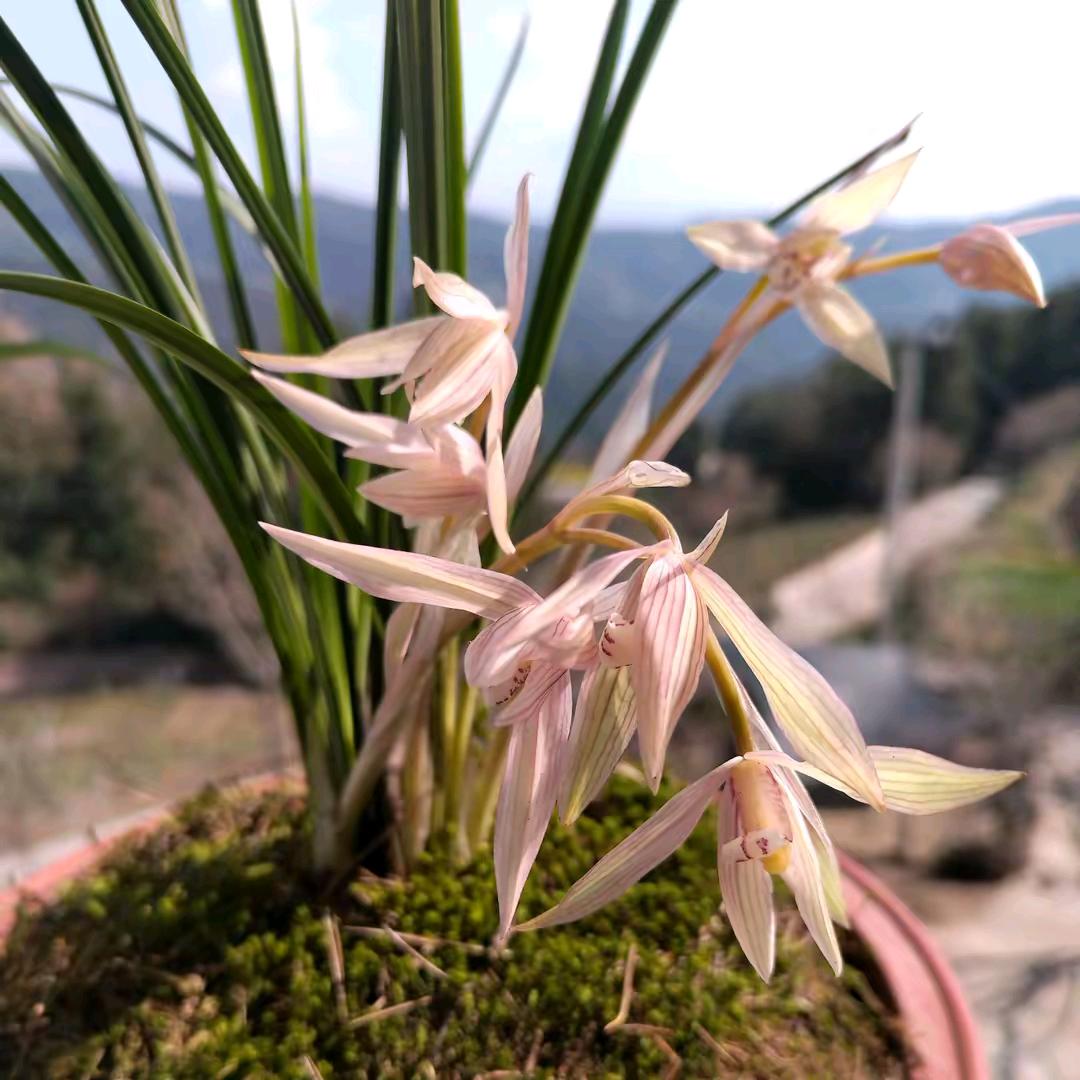 每天牵着冰月儿遛马路她老被车撞