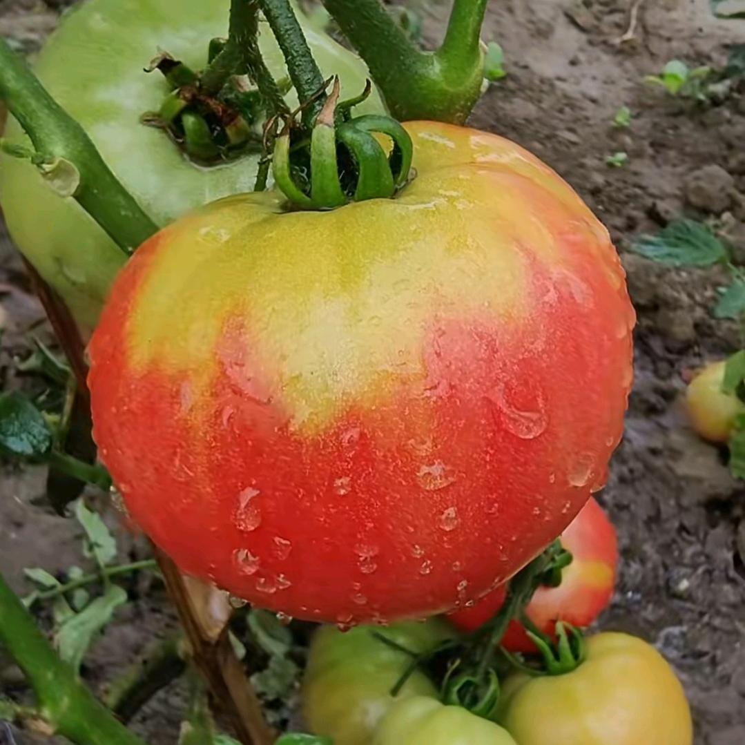 我们走在大路上