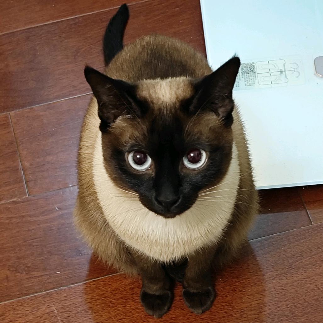 美糊王