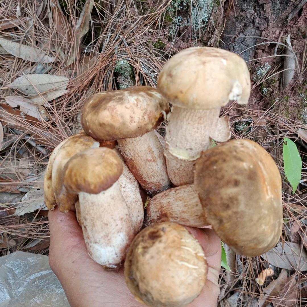 鲁泽发
