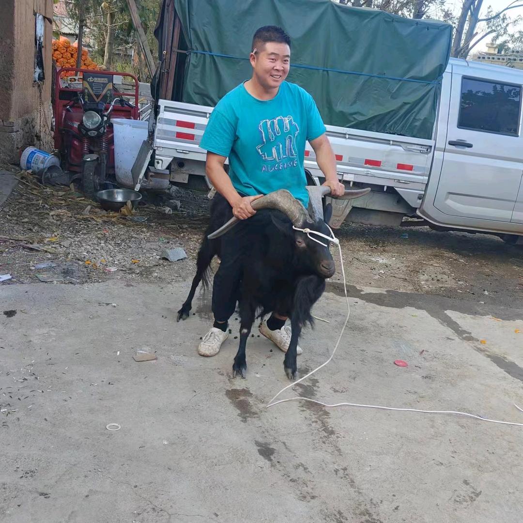 名羊天下
