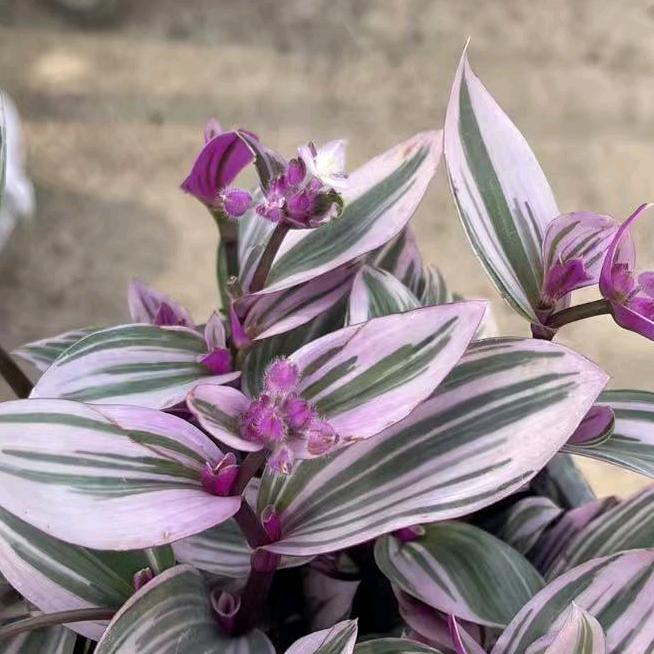 花与盆的小日子