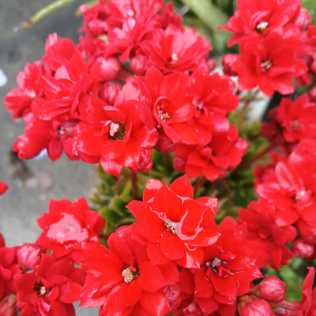 ❤️5️⃣千祥云集，/一切随缘💗