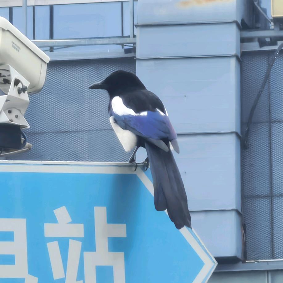 默默吃鱼头像