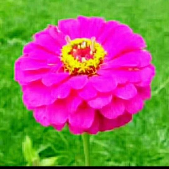 路边唱着情歌的年轻人。