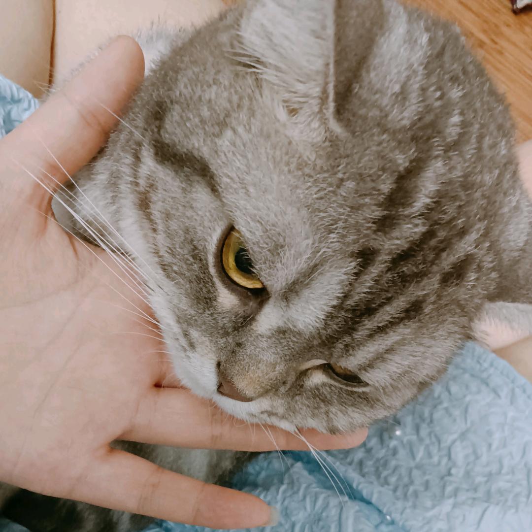 呆萌小猫。