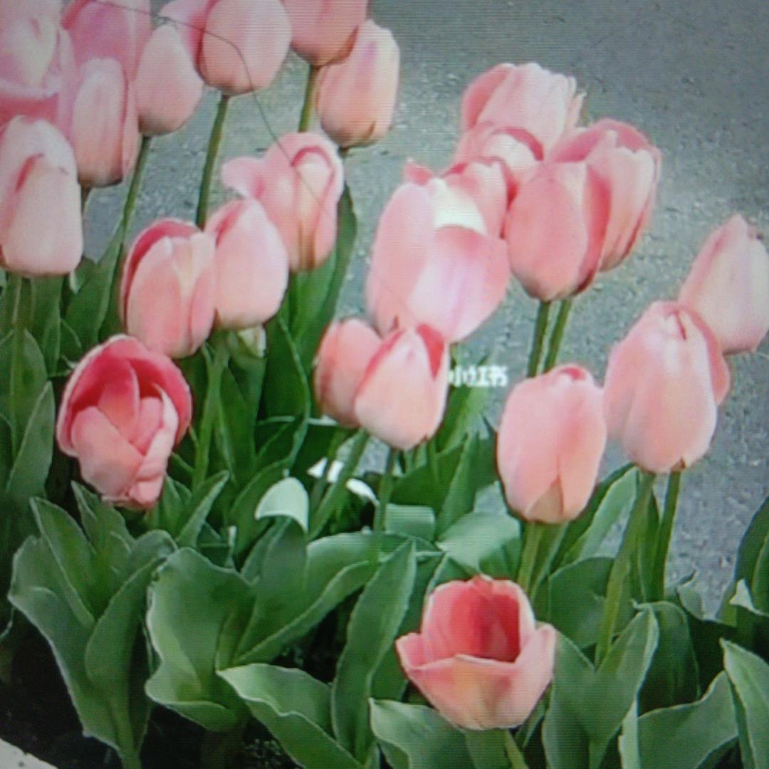 百合🌷