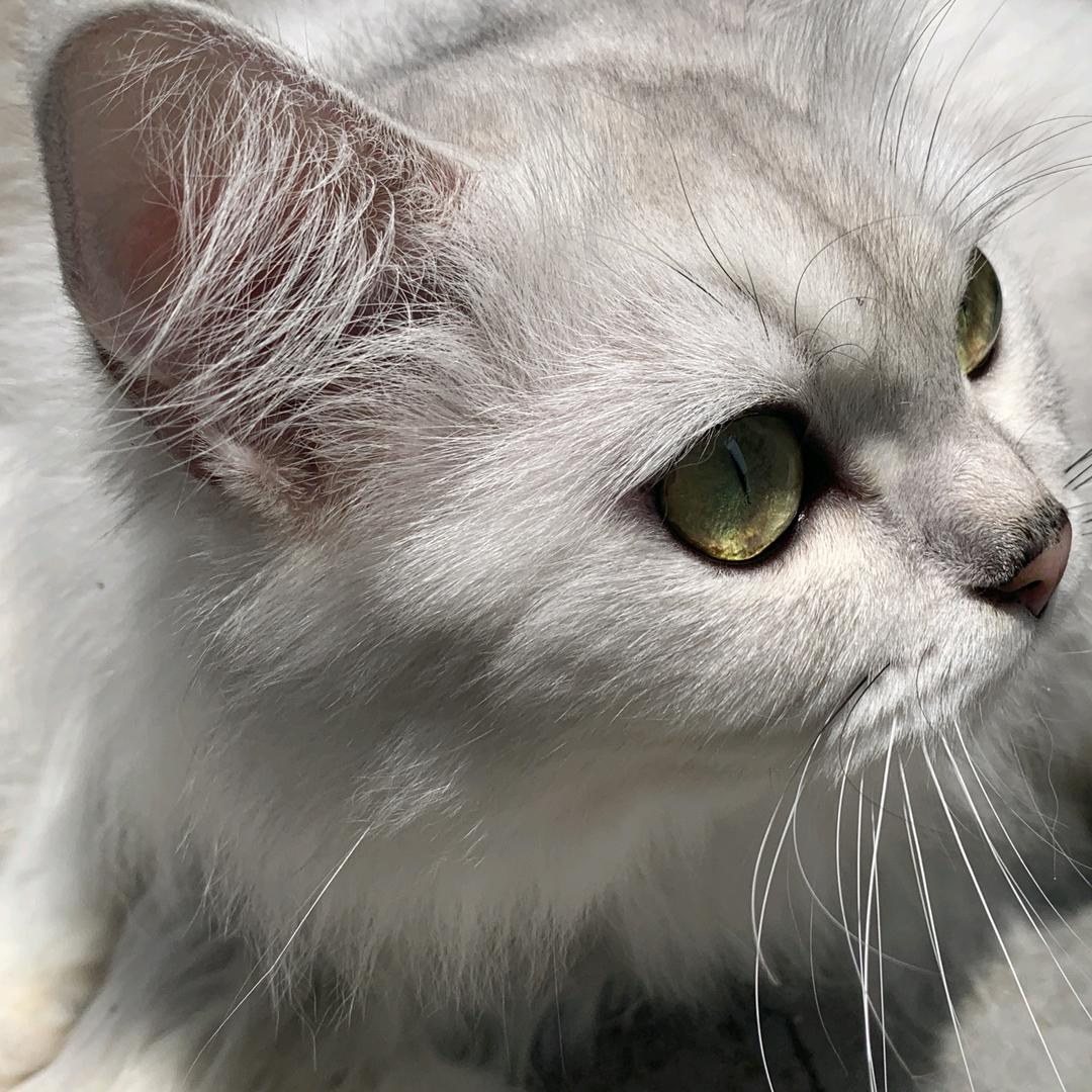 妮宝🐱
