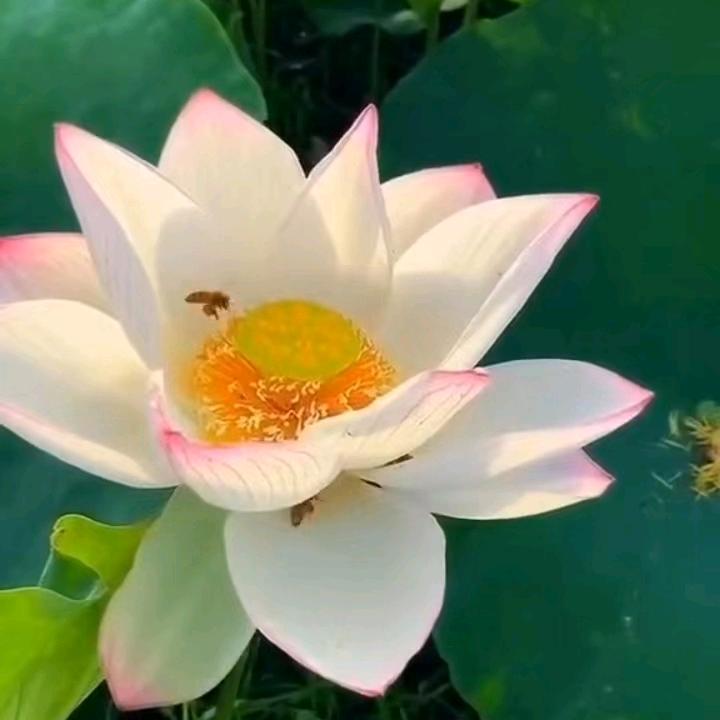 沉黙是金