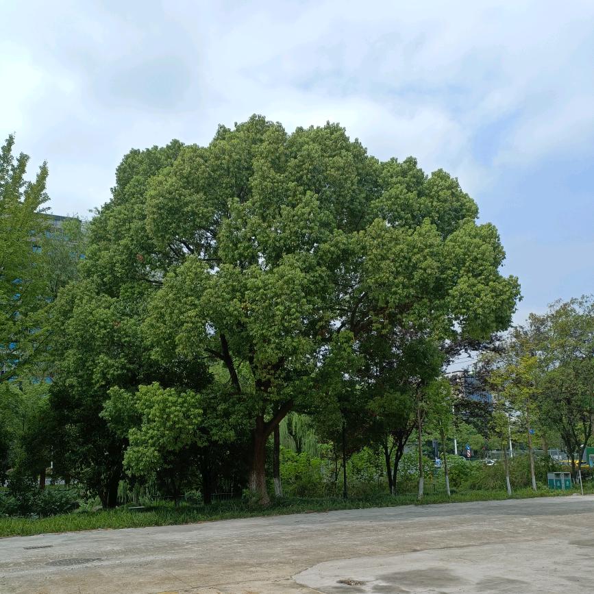 杭州九堡