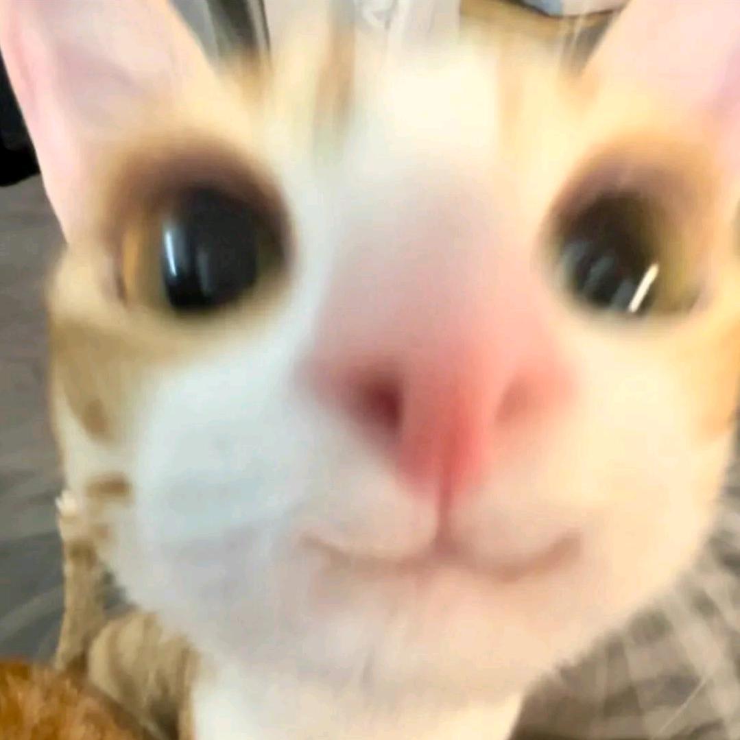超可爱的小舔猫