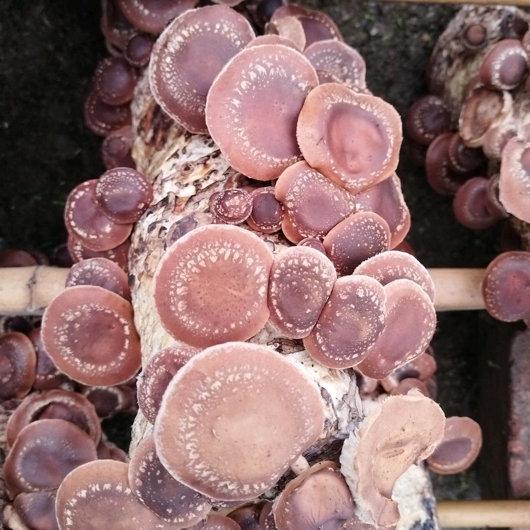 初三哥（林下椴木马桑菌）