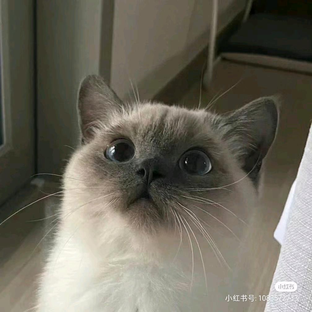 白逃乌龙茶💒