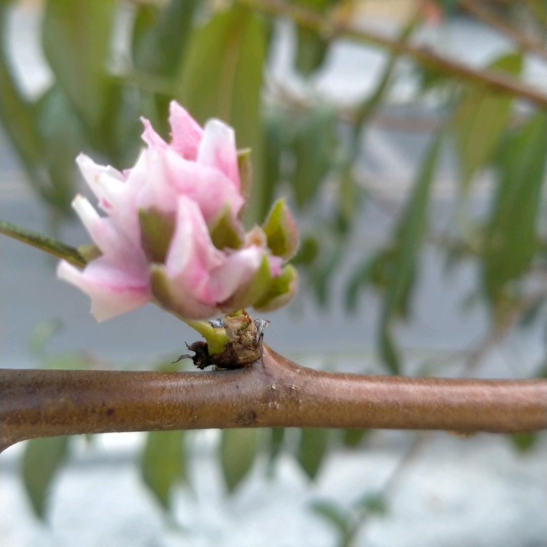 重庆老地方担担面