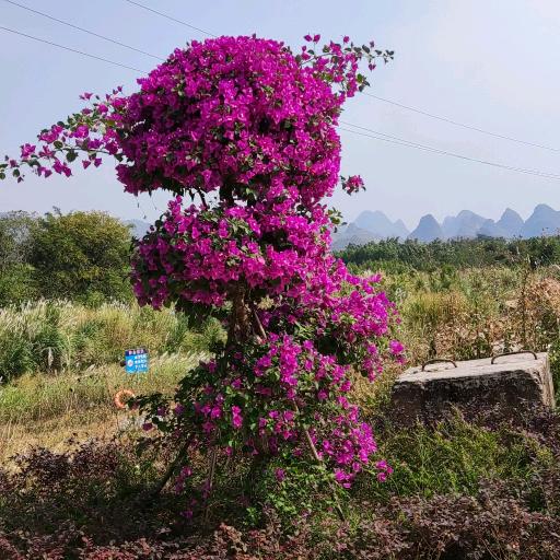 李春明