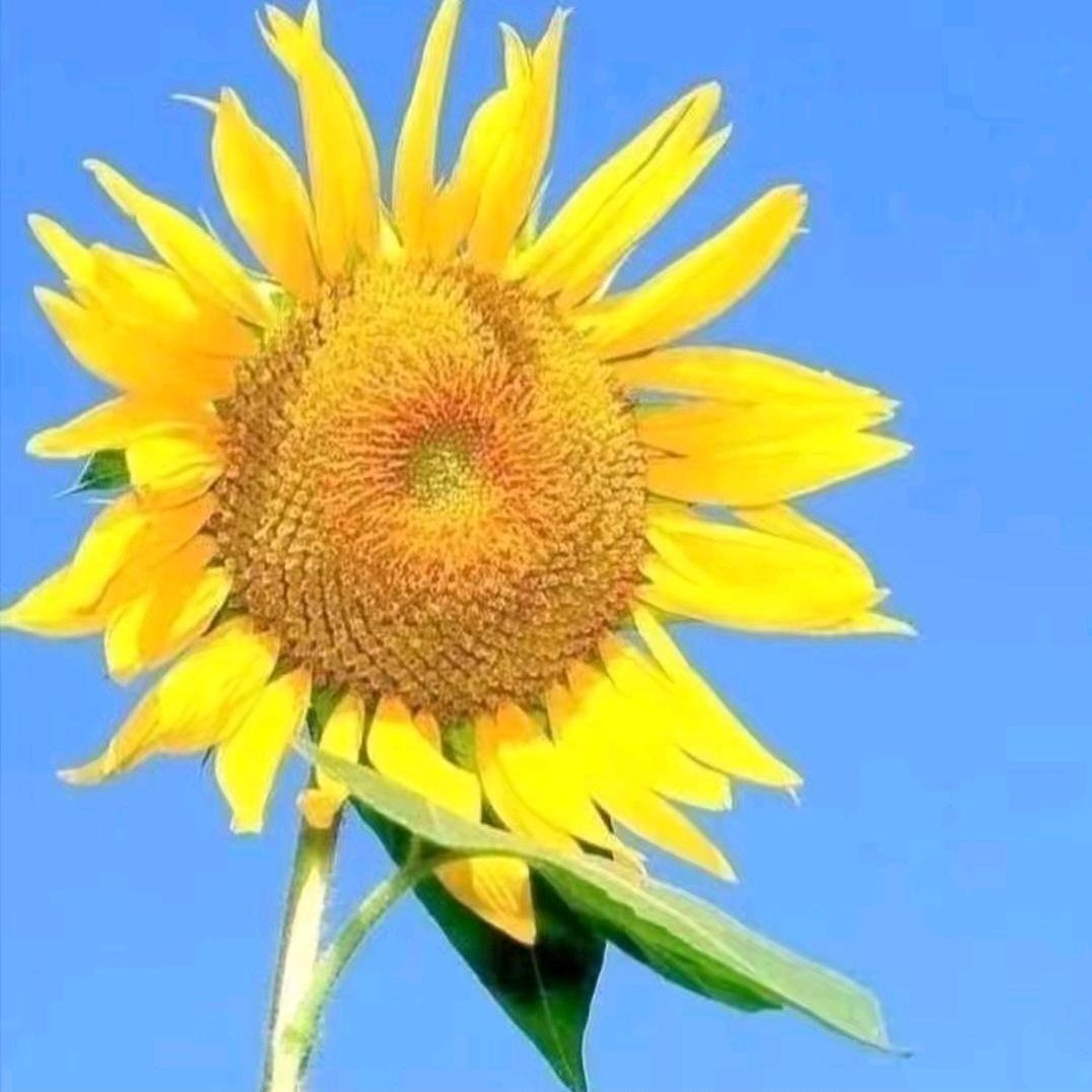 薯条芹菜