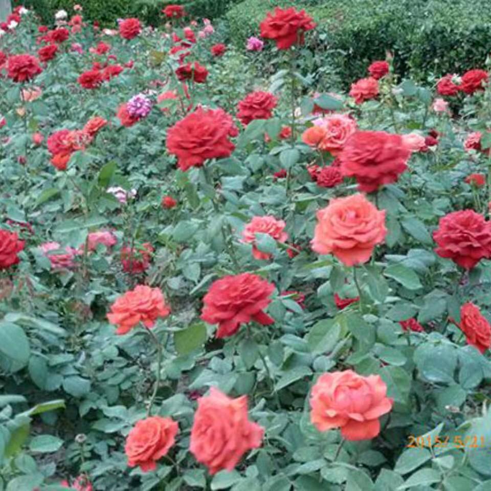 各种花卉盆景上市了