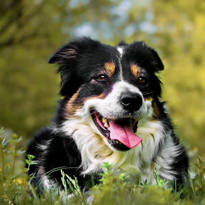 假猪套天下第一