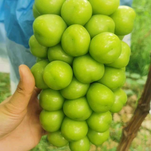 西昌专业收葡萄，代办刚仔