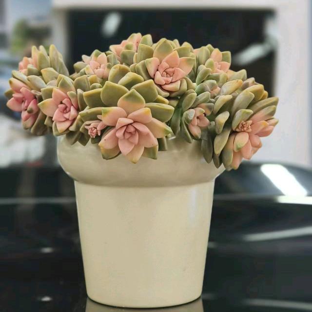 花容糖心