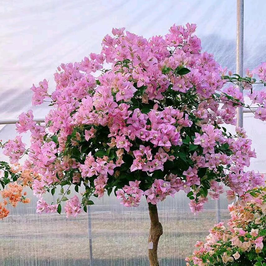 玖州花卉基地