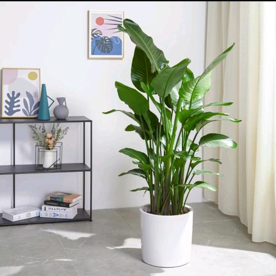 老谭绿植种植基地