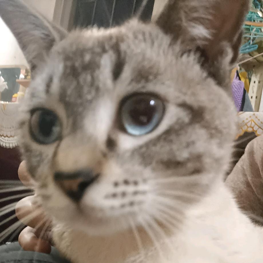 爱睡觉的猫