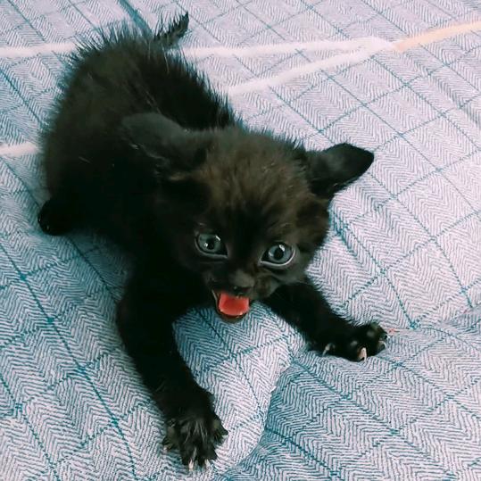 爱猫的传说
