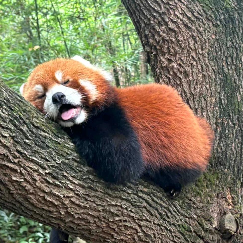 丁丫某